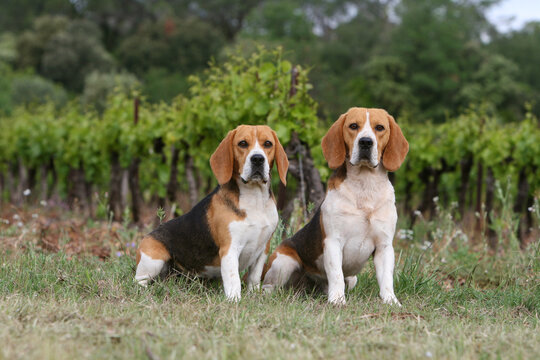 couple de beagles adultes assis devant un vignoble