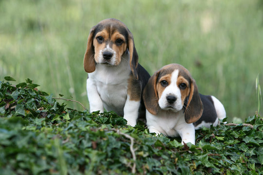deux adorables chiots beagles très sages côte à côte