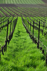 Fototapeta na wymiar Vineyards in spring