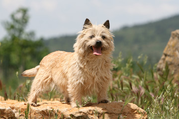 adorable cairn terrier sable en été tirant la langue