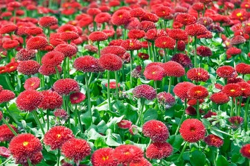 Red Flowes Garden