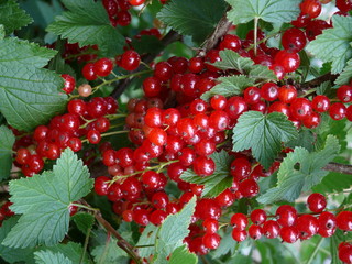 Gartenarbeit,rote Johannisbeeren