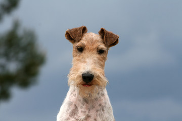 portrait de face du gentil fox-terrier sur fond de ciel bleu