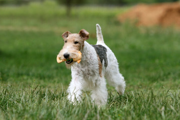 fox-terrier adulte gardant un jouet dans la gueule