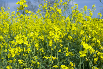 Rape Field