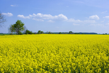 Obraz premium Rape Field