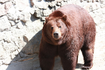 Brown bear