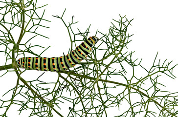 Caterpillar isolated on white background