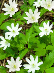 Flowers snowdrops wood