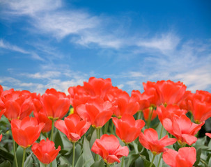 red tulips