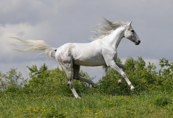 Obraz na płótnie Canvas white horse running gallop