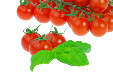 Tomate und Basilikum - tomato and basil 12