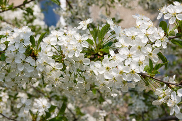 White flowers of cherry