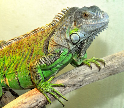 Leguan