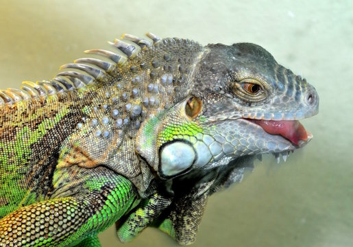 Leguan mit Zunge