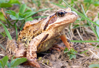 Frog in the grass