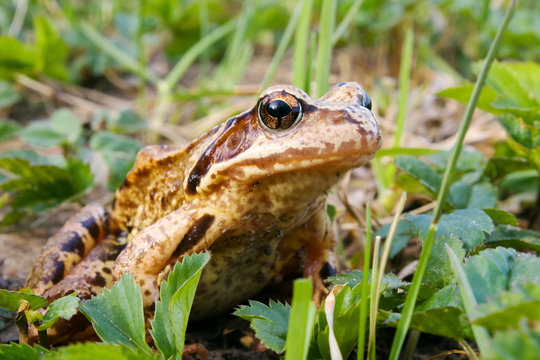 Frog in the grass