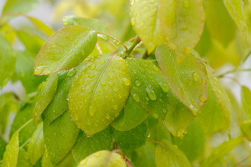 Hojas de peral con rocio