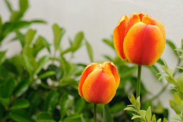 Tulipanes Naranjas en jardin