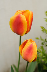 Tulipanes Naranjas