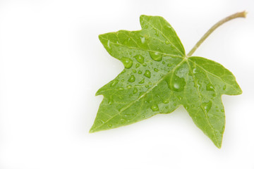 grünes blatt