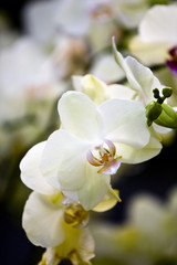 Fototapeta na wymiar Beautiful White Orchid