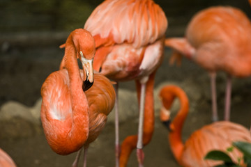 Pink Flamingo Birds