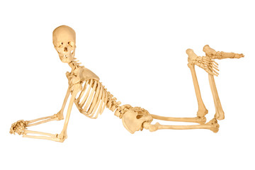 Full human skeleton posing, isolation on white background