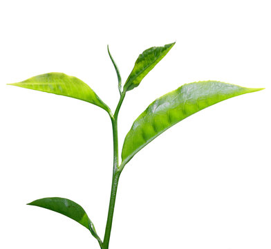 Tea Leaf