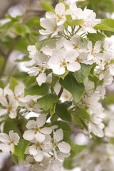A cluster of white flowers