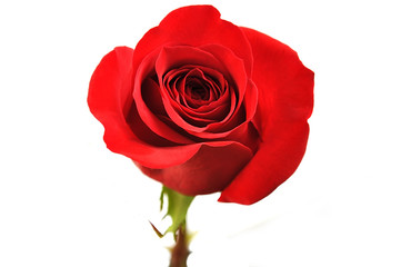 Beautiful rose on white.