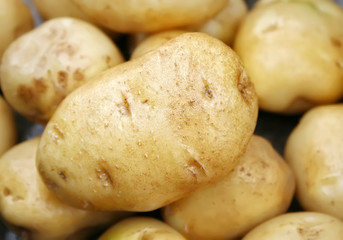 bunch of potatoes close up shoot