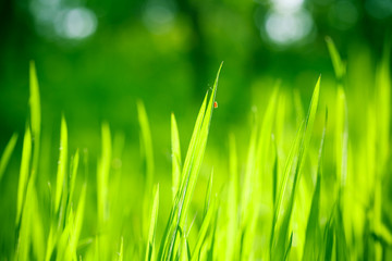 Green nature background