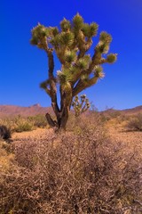 Joshua tree