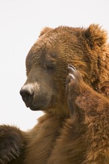 Obraz premium Bear with paw going to face