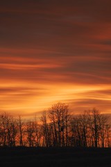Fototapeta na wymiar Silhouette of trees against sunset