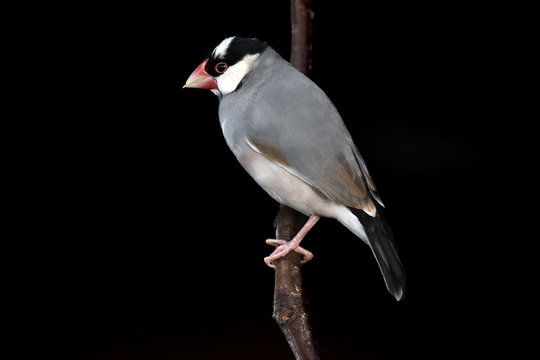 Java Sparrow
