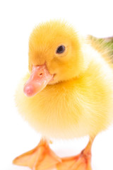 Duckling and basket isolated on white
