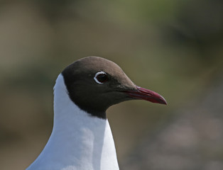 Fototapeta premium Black-headed Gull close-up