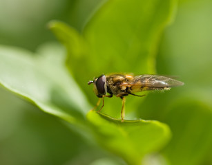 Hover fly grooming macro
