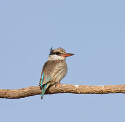 Striped Kingfisher in The Gambia