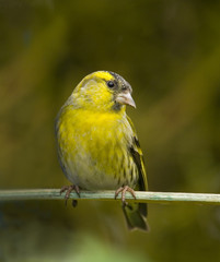 Eurasian Siskin male