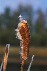 Pussy willow