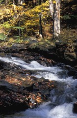 Fototapeta premium Woodland river