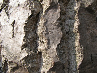 Silber-Pappel, Populus alba