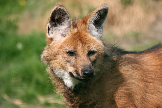 maned wolf pup