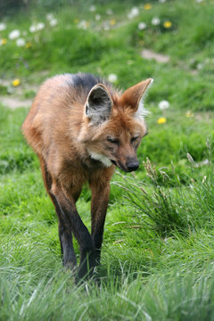 female maned wolf