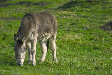Gray donkey grazing
