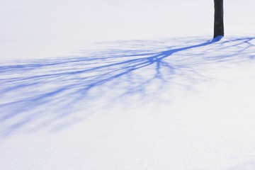 Obraz premium Tree shadow