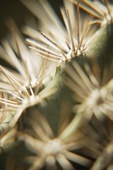 Impression of bristles